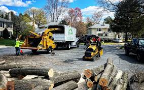 Trusted Durand, MI  Tree Services Experts