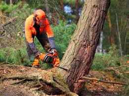 Tree and Shrub Care in Durand, MI